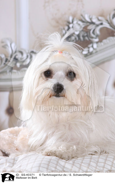 Malteser im Bett / Maltese in bed / SS-40371