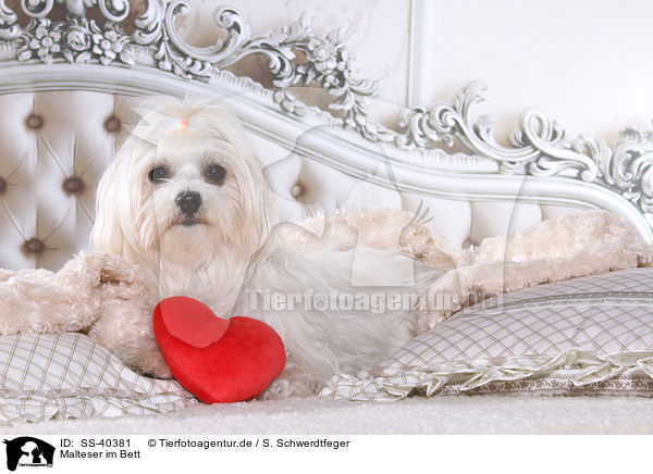 Malteser im Bett / Maltese in bed / SS-40381