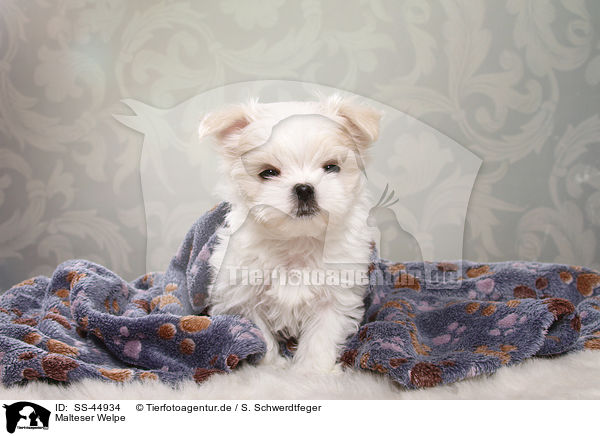 Malteser Welpe / Maltese Puppy / SS-44934