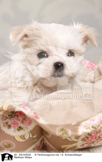 Malteser Welpe / Maltese Puppy / SS-44939
