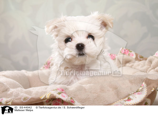 Malteser Welpe / Maltese Puppy / SS-44942