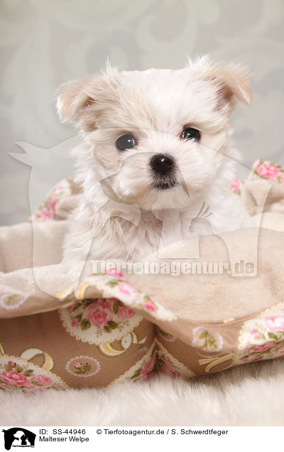 Malteser Welpe / Maltese Puppy / SS-44946