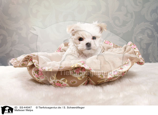 Malteser Welpe / Maltese Puppy / SS-44947