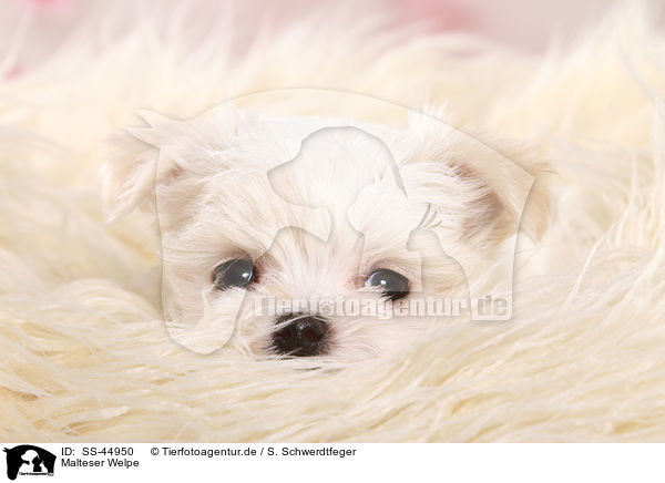 Malteser Welpe / Maltese Puppy / SS-44950