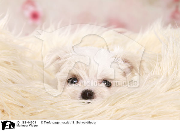 Malteser Welpe / Maltese Puppy / SS-44951