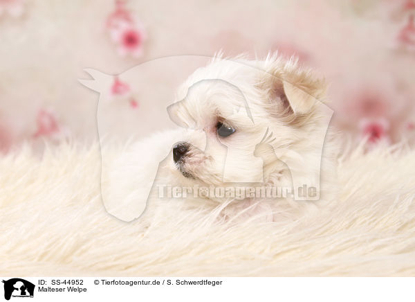 Malteser Welpe / Maltese Puppy / SS-44952