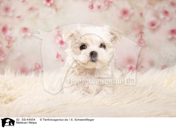 Malteser Welpe / Maltese Puppy / SS-44954
