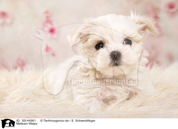 Malteser Welpe / Maltese Puppy / SS-44961