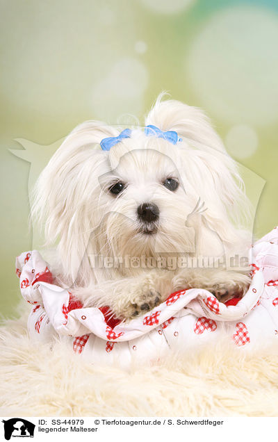 liegender Malteser / lying Maltese / SS-44979