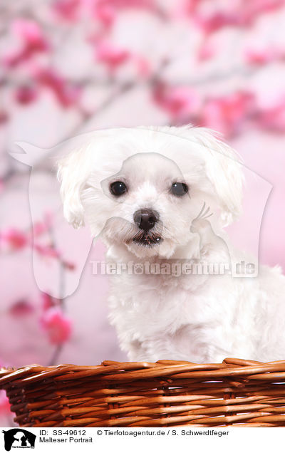 Malteser Portrait / Maltese Portrait / SS-49612