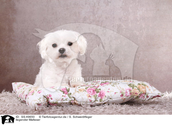 liegender Malteser / lying Maltese / SS-49650