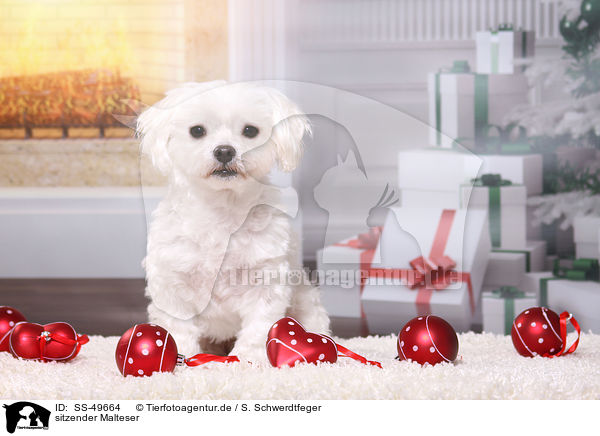 sitzender Malteser / sitting Maltese / SS-49664