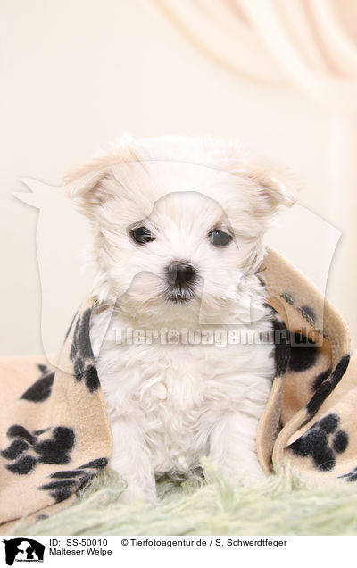 Malteser Welpe / Maltese Puppy / SS-50010
