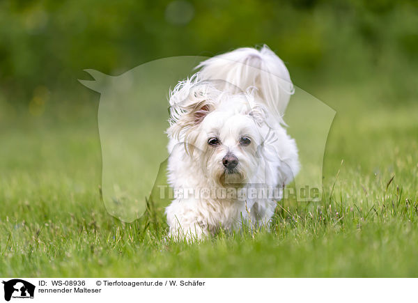 rennender Malteser / running Maltese / WS-08936
