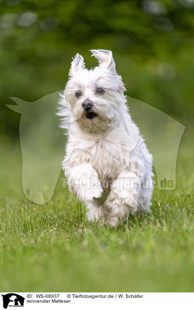 rennender Malteser / running Maltese / WS-08937