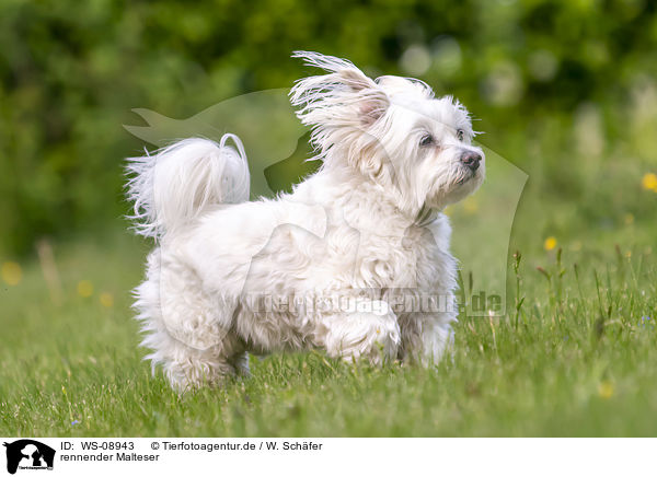 rennender Malteser / running Maltese / WS-08943