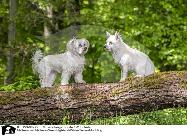 Malteser mit Malteser-West-Highland-White-Terrier-Mischling / WS-08979