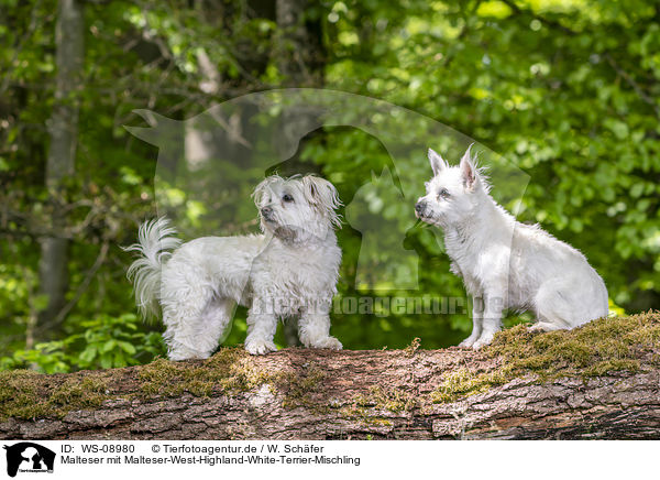 Malteser mit Malteser-West-Highland-White-Terrier-Mischling / WS-08980