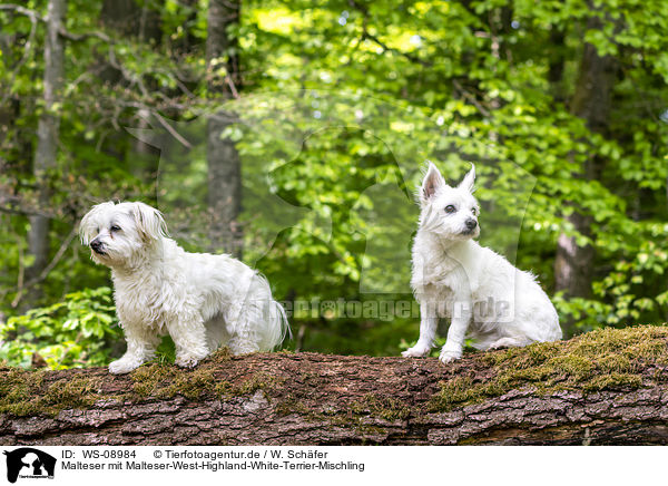 Malteser mit Malteser-West-Highland-White-Terrier-Mischling / Maltese with Maltese-West-Highland-White-Terrier-Mongrel / WS-08984