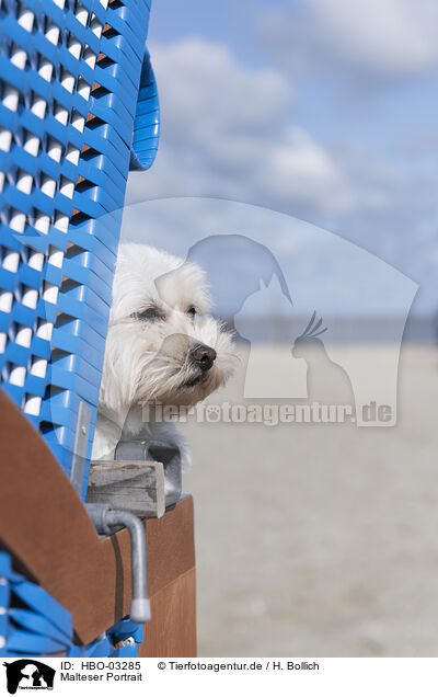 Malteser Portrait / Maltese portrait / HBO-03285