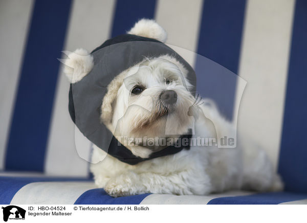 liegender Malteser / lying Maltese / HBO-04524