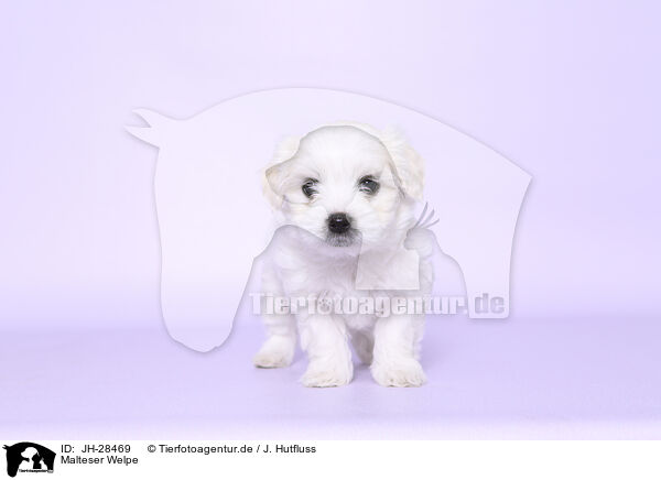 Malteser Welpe / Maltese Puppy / JH-28469