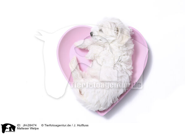 Malteser Welpe / Maltese Puppy / JH-28474