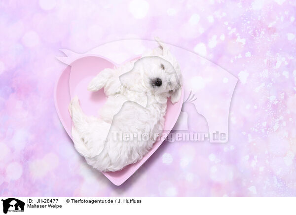 Malteser Welpe / JH-28477