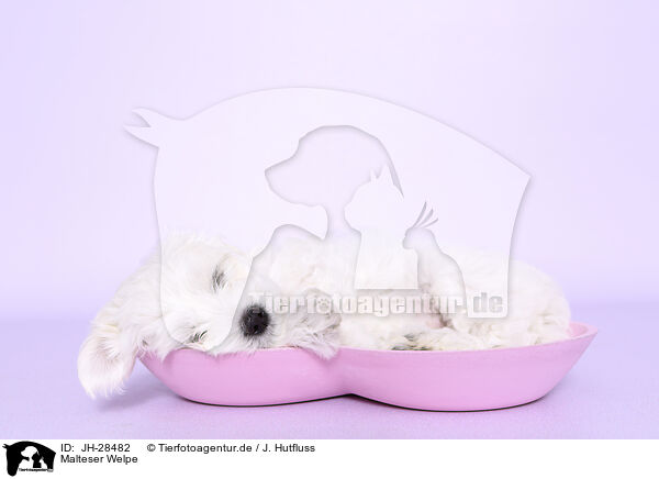 Malteser Welpe / Maltese Puppy / JH-28482