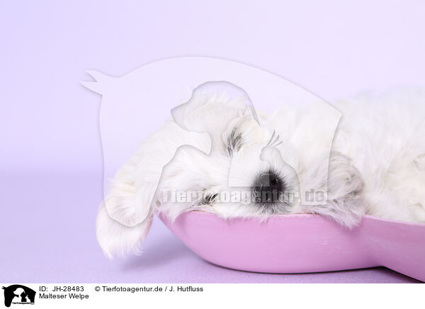 Malteser Welpe / Maltese Puppy / JH-28483