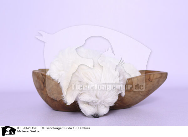 Malteser Welpe / Maltese Puppy / JH-28490