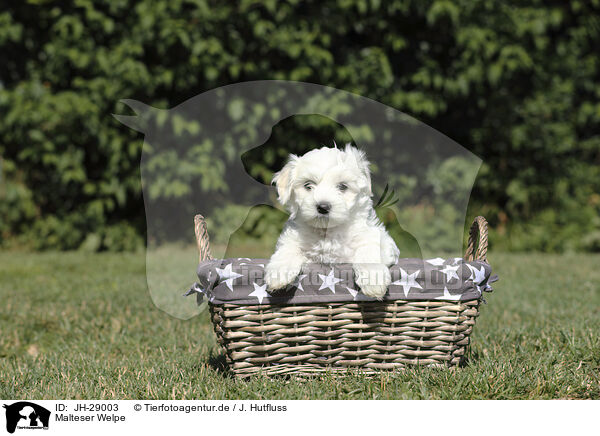 Malteser Welpe / Maltese Puppy / JH-29003