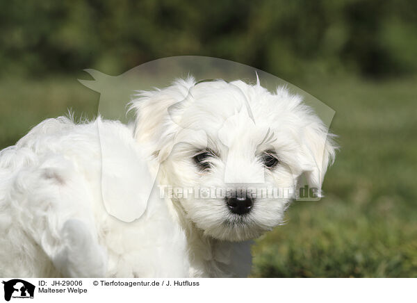 Malteser Welpe / Maltese Puppy / JH-29006