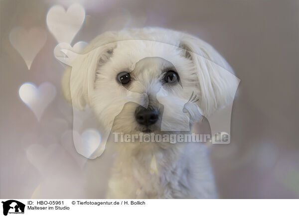 Malteser im Studio / Maltese in studio / HBO-05961