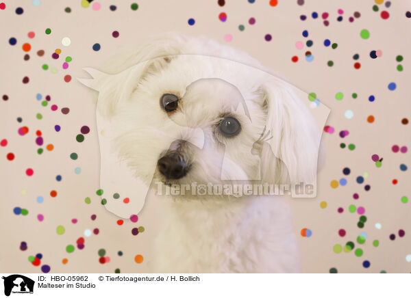 Malteser im Studio / Maltese in studio / HBO-05962