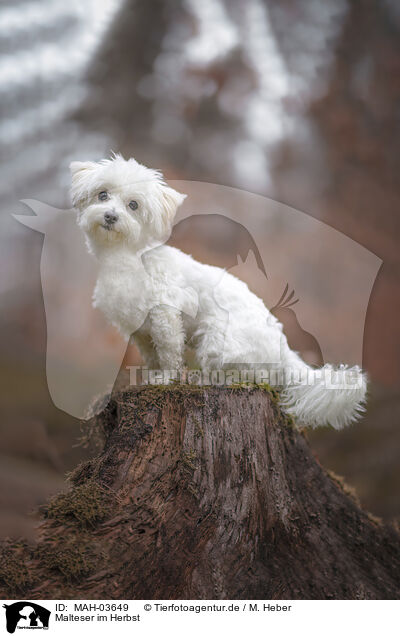 Malteser im Herbst / Maltese in autumn / MAH-03649