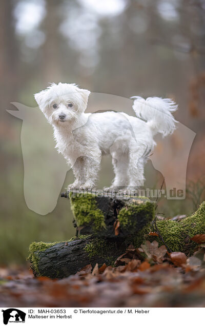 Malteser im Herbst / Maltese in autumn / MAH-03653