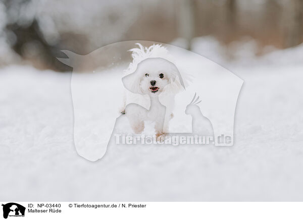 Malteser Rde / male Maltese / NP-03440