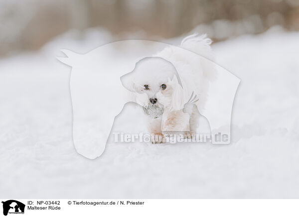 Malteser Rde / male Maltese / NP-03442