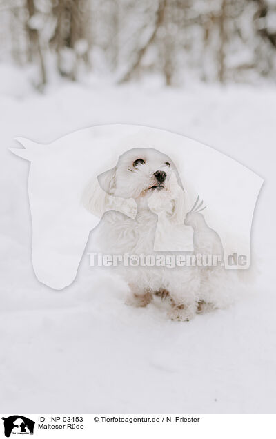 Malteser Rde / male Maltese / NP-03453