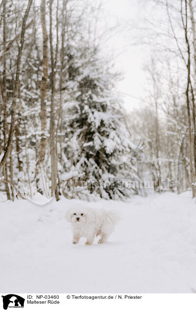 Malteser Rde / NP-03460