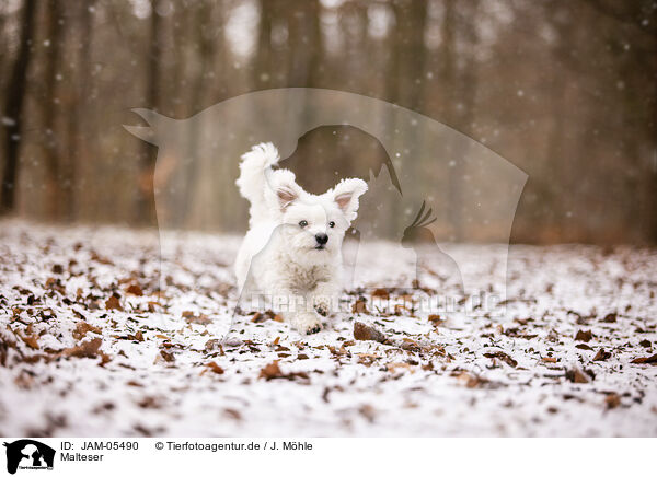 Malteser / Maltese / JAM-05490