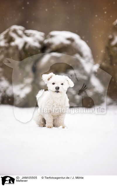 Malteser / Maltese / JAM-05505