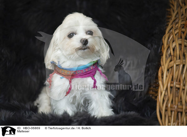 Malteser / Maltese / HBO-06869
