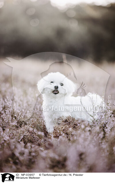 Miniature Malteser / Miniature Malteser / NP-03957