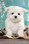 sitzender Malteser Welpe