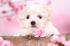 Malteser Welpe