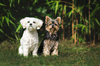 Malteser mit Yorkshire Terrier