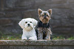 Malteser mit Yorkshire Terrier