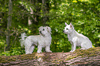 Malteser mit Malteser-West-Highland-White-Terrier-Mischling